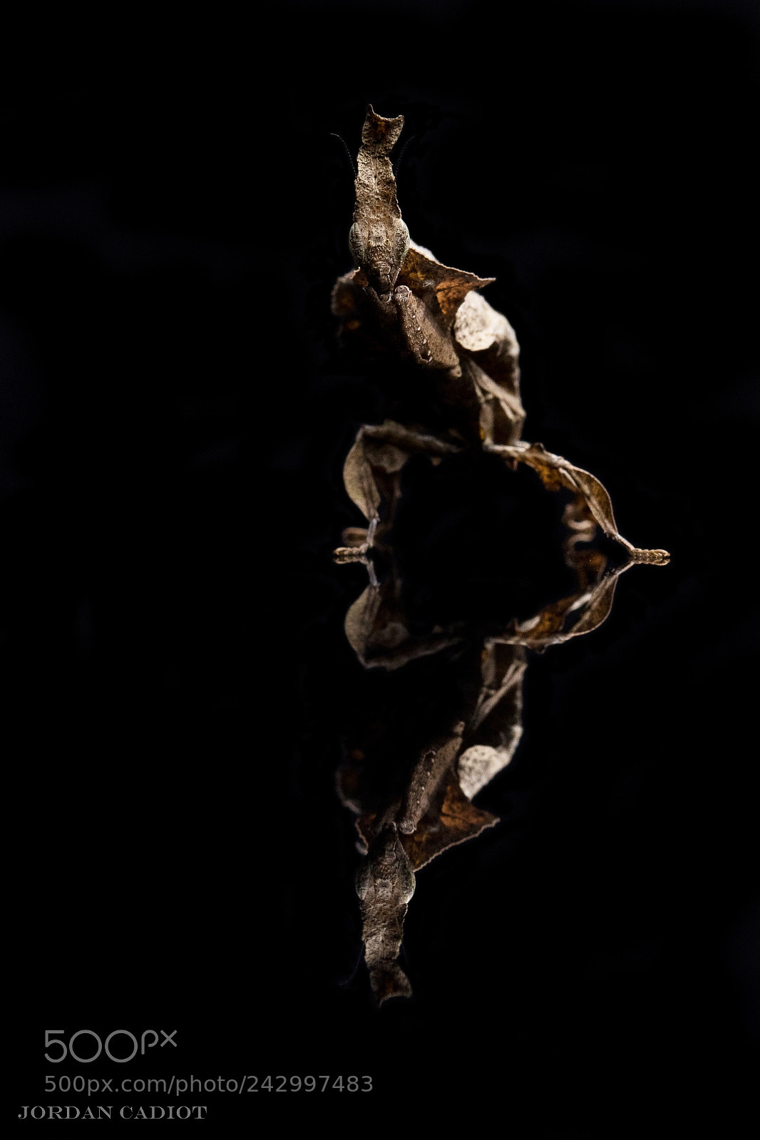 Canon EOS 7D Mark II sample photo. Phyllocrania paradoxa photography