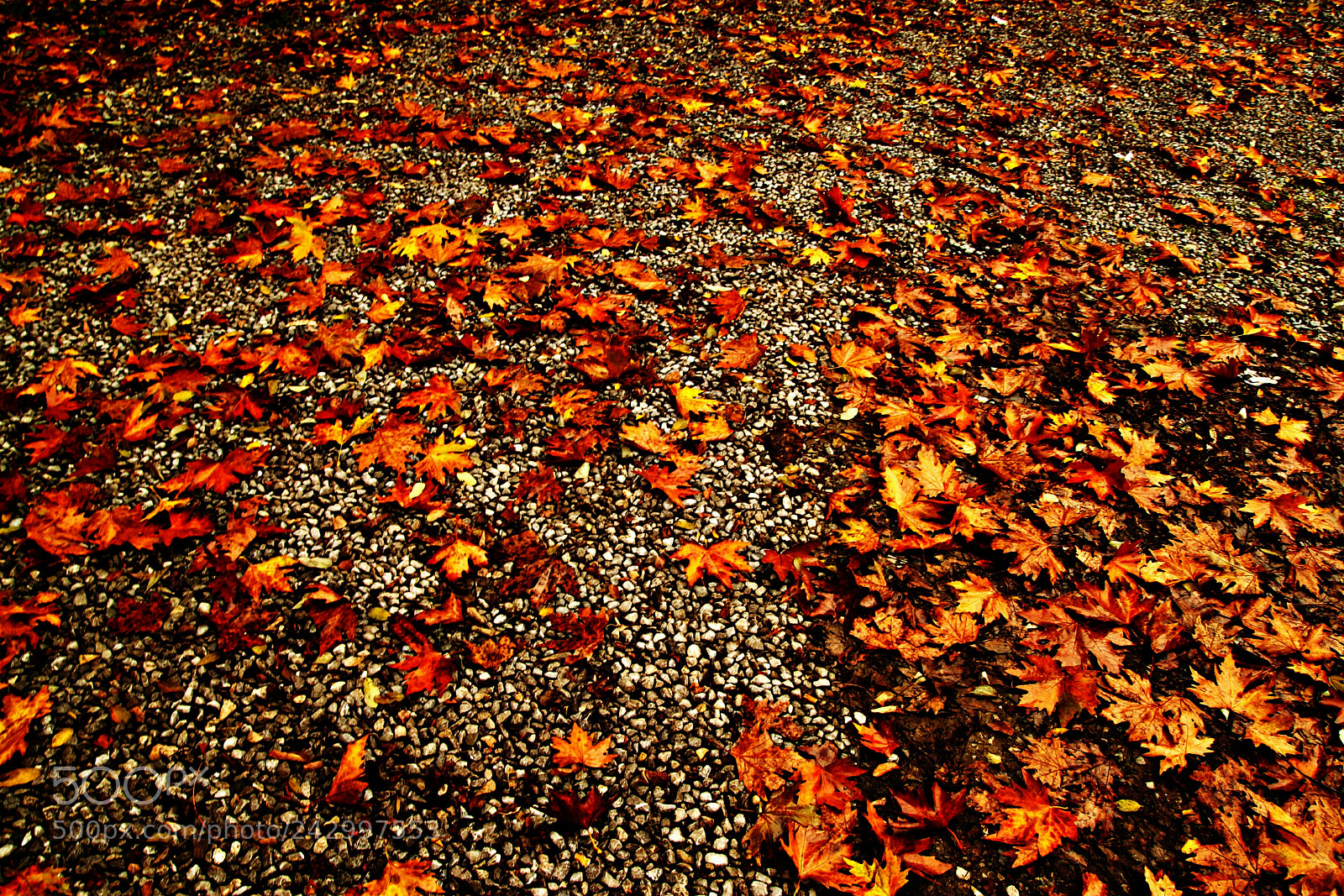 Canon EOS 500D (EOS Rebel T1i / EOS Kiss X3) sample photo. Autumn leaves photography