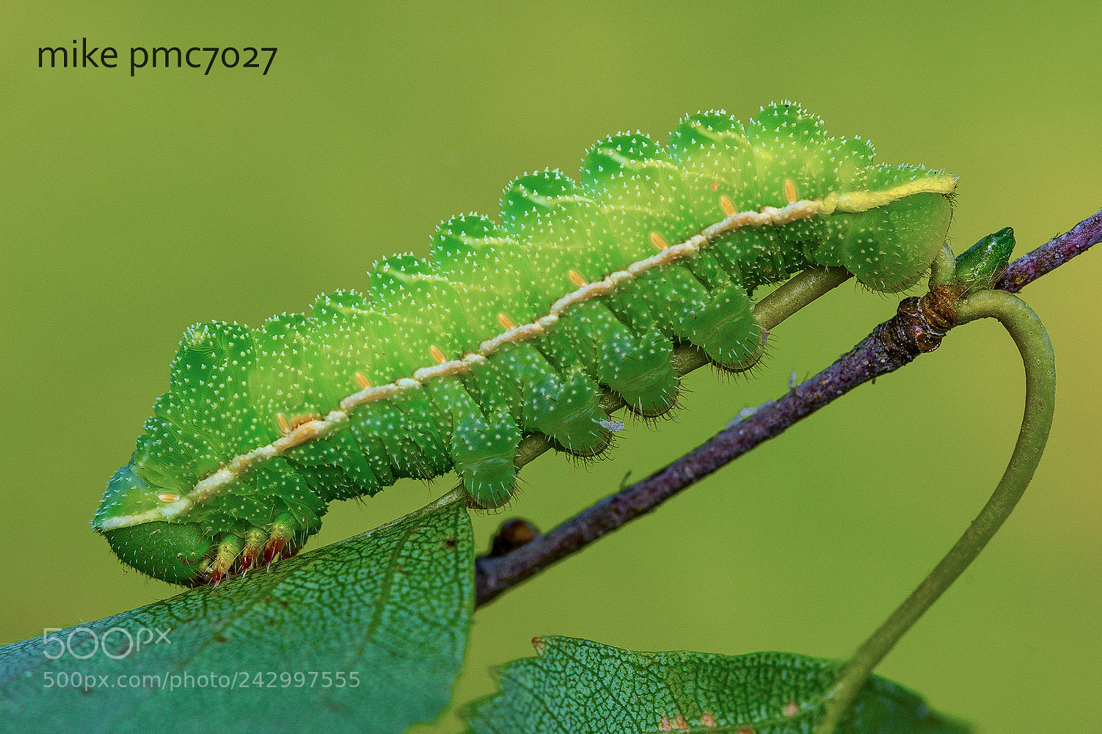 Nikon D7100 sample photo. A caterpillar of the photography
