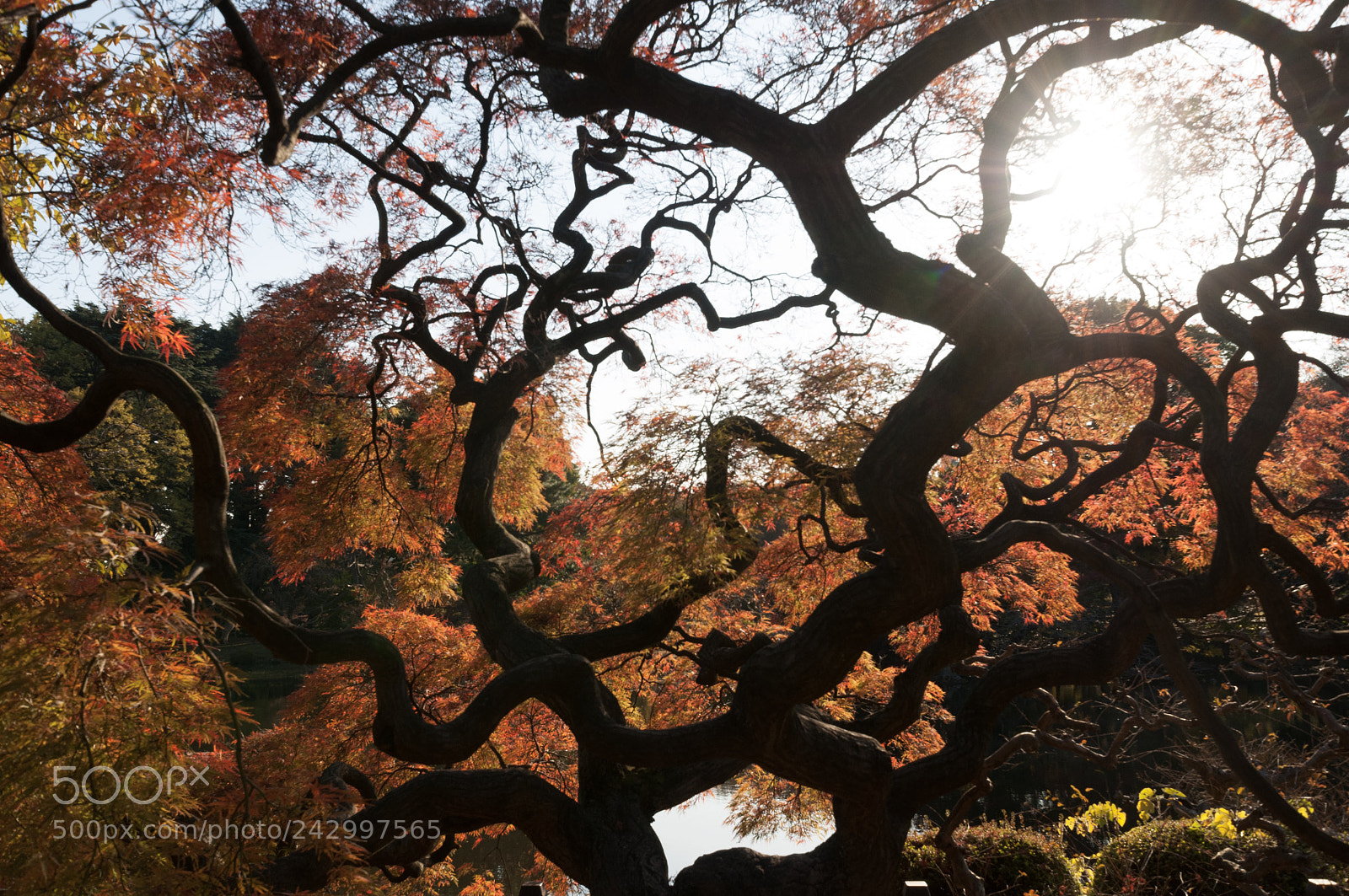 Nikon D5000 sample photo. Shinjuku national gyoen garden photography