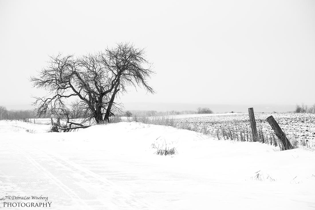 Nikon D800 sample photo. All along the watch photography