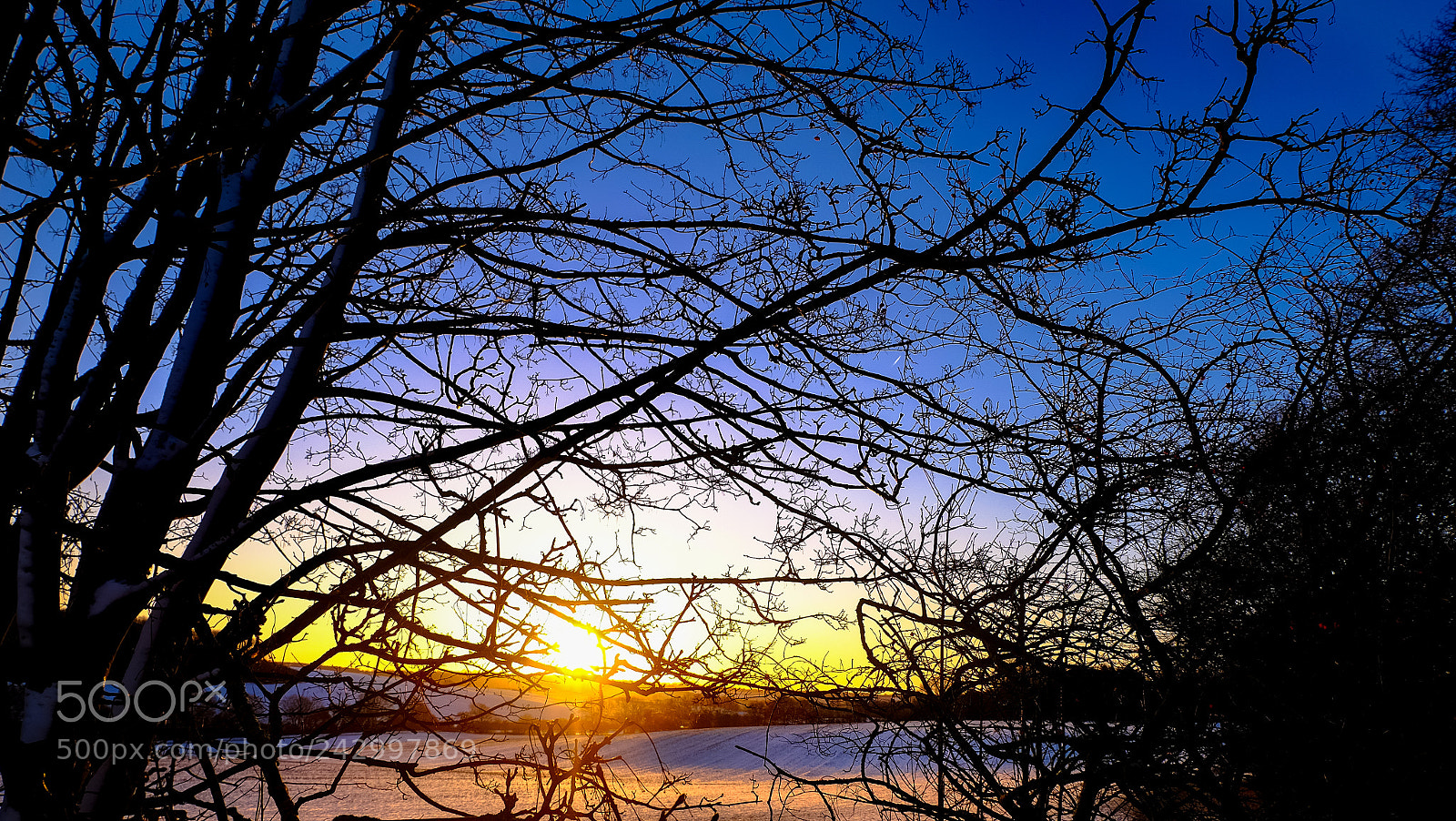 Fujifilm X-T10 sample photo. Behind branches photography