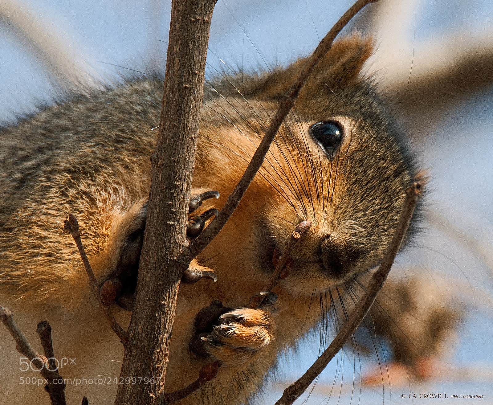 Canon EOS 200D (EOS Rebel SL2 / EOS Kiss X9) sample photo. Fox squirrel photography