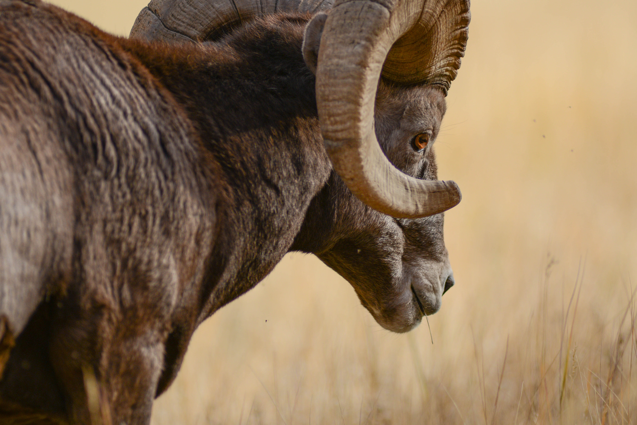 v2?sig=313d59fb4c0964d83c86be59e921374f6acfad30bccf4a1c5e8a71094f99939d