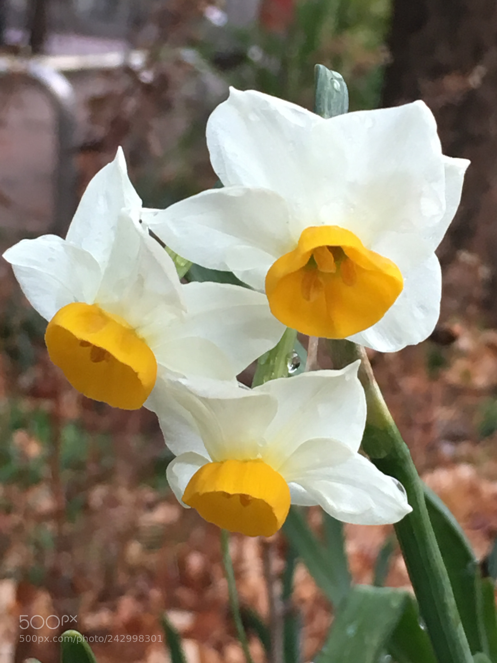 Apple iPhone 6s Plus sample photo. Winter2018 flowers photography
