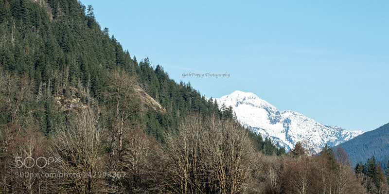 Nikon D4 sample photo. Home life, beautiful washington photography