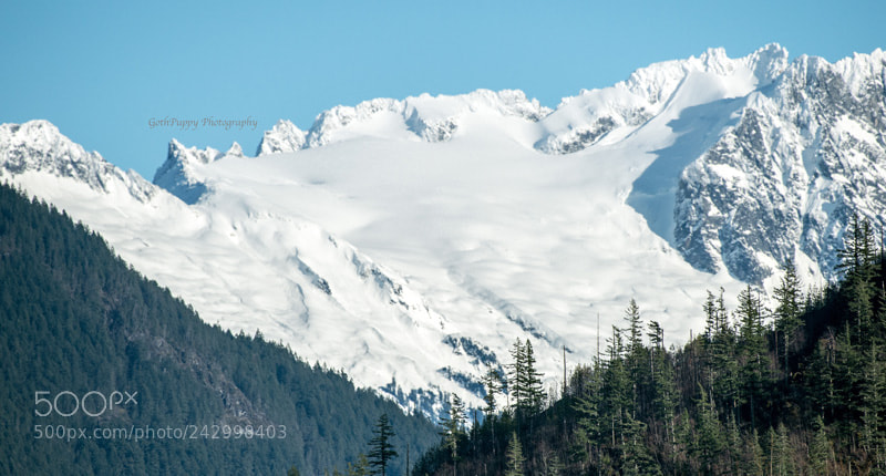 Nikon D4 sample photo. Home life, beautiful washington photography