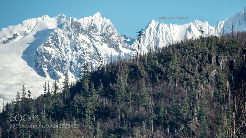 Nikon D4 sample photo. Home life, beautiful washington photography