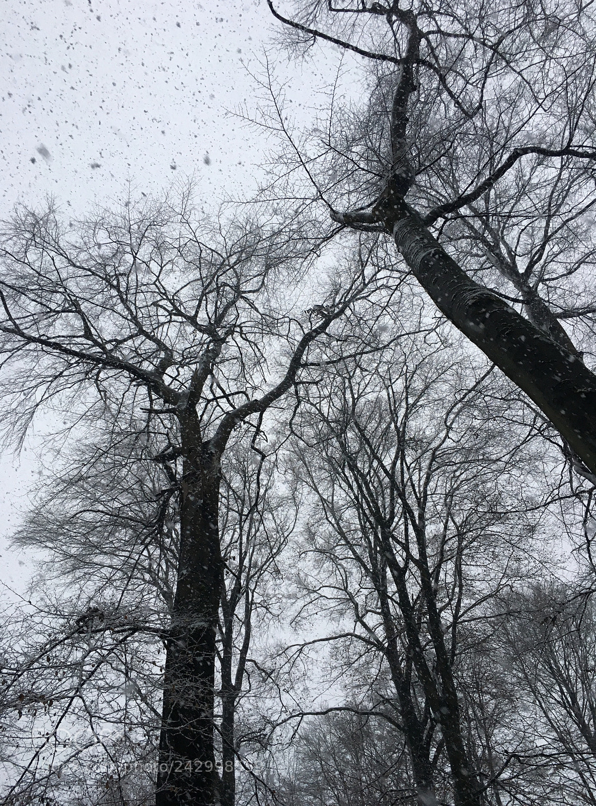 Apple iPhone 6s sample photo. It's snowing! photography