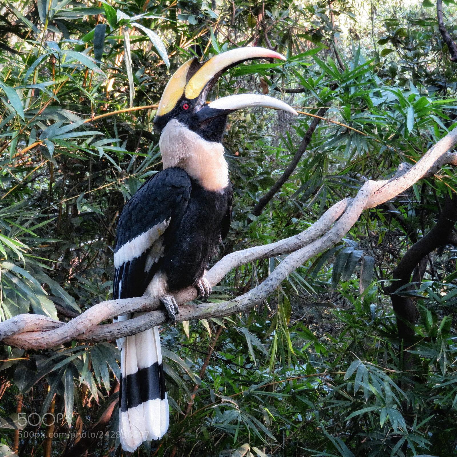 Canon PowerShot SX720 HS sample photo. Great hornbill calling photography