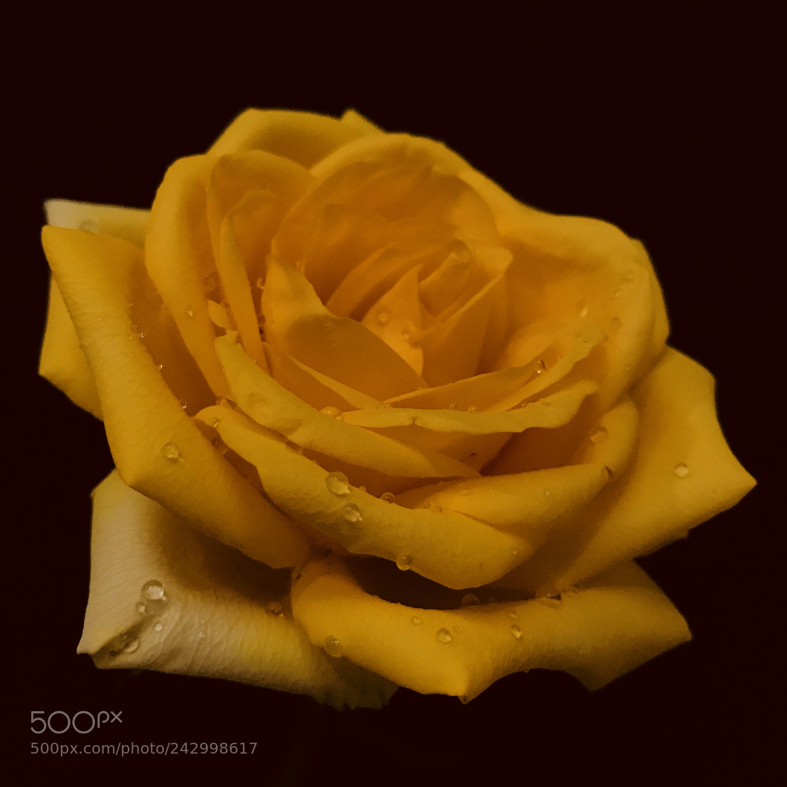 Apple iPhone 7 Plus sample photo. Yellow rose of texas photography