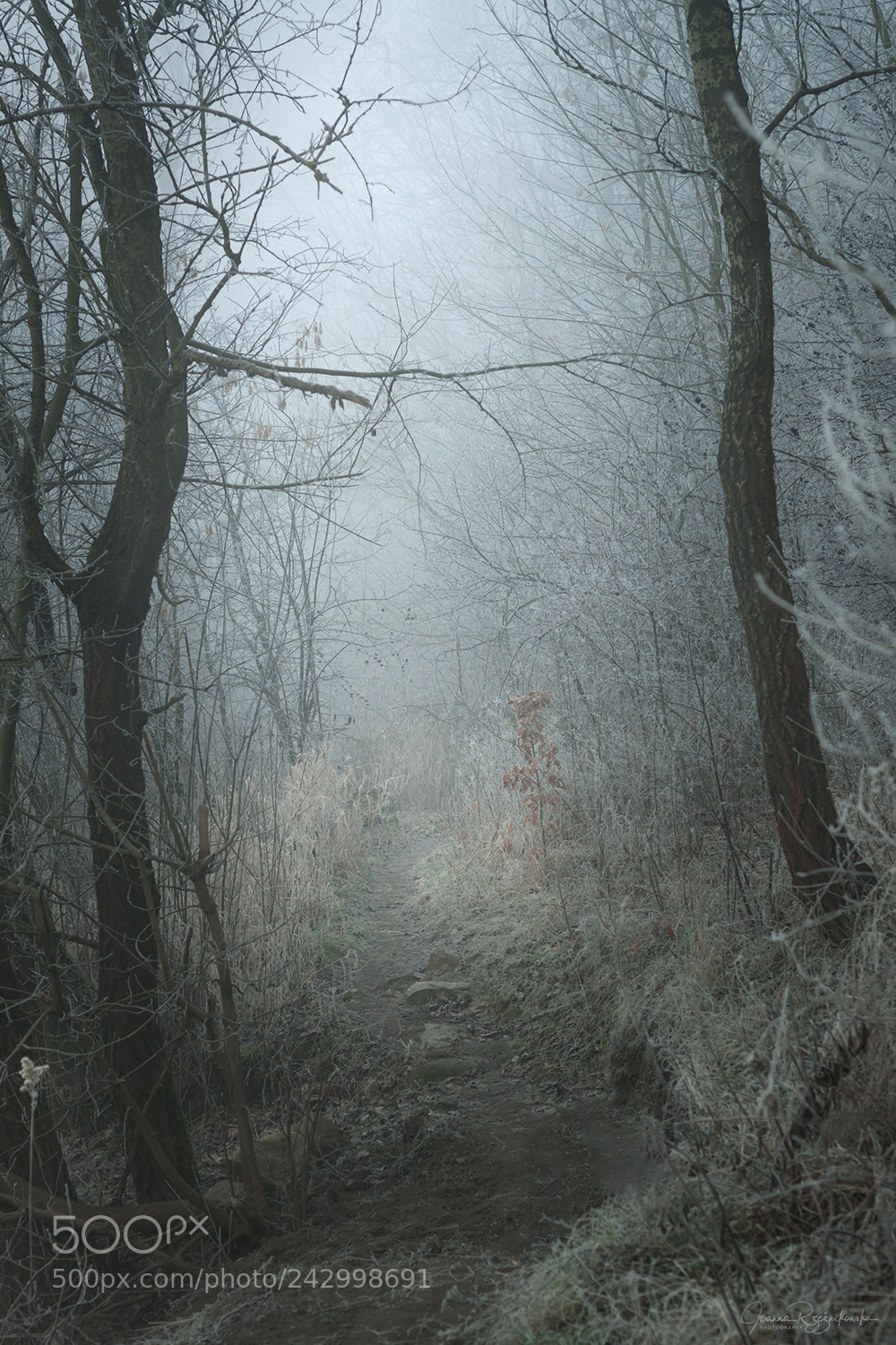 Canon EOS 50D sample photo. My paths photography