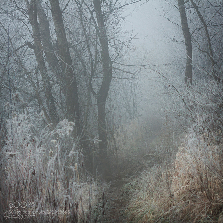 Canon EOS 50D sample photo. My paths photography