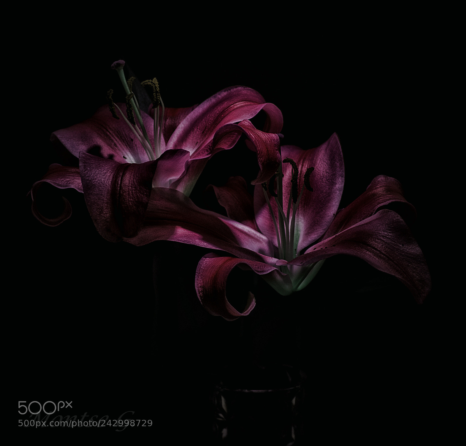 Canon EOS 77D (EOS 9000D / EOS 770D) sample photo. Lilium photography