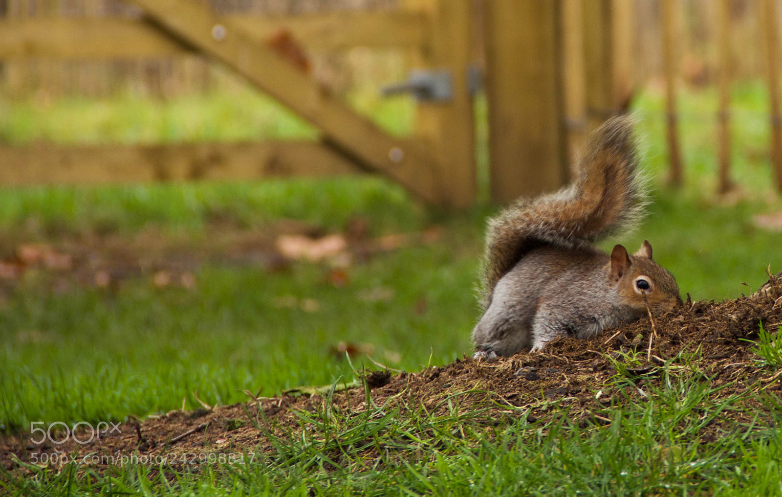 Canon EOS 60D sample photo. Img photography