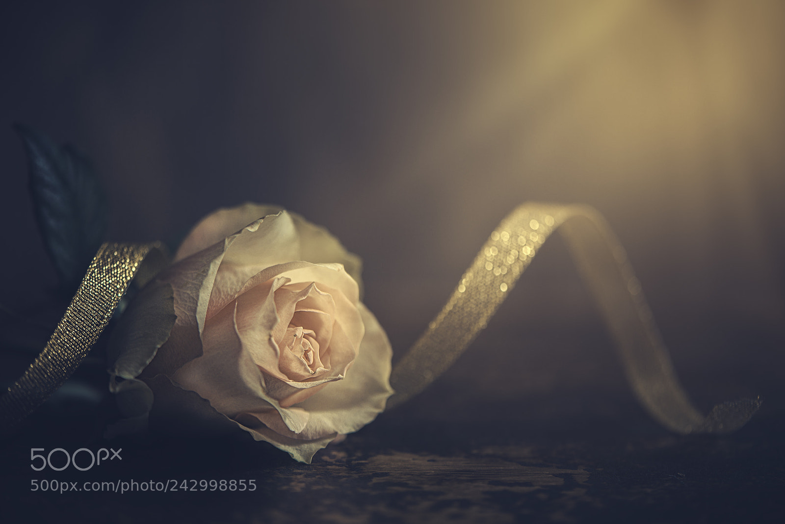 Nikon D600 sample photo. Golden light photography