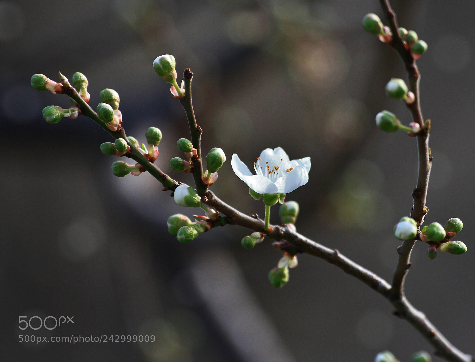Canon EOS 1000D (EOS Digital Rebel XS / EOS Kiss F) sample photo. +++++ photography