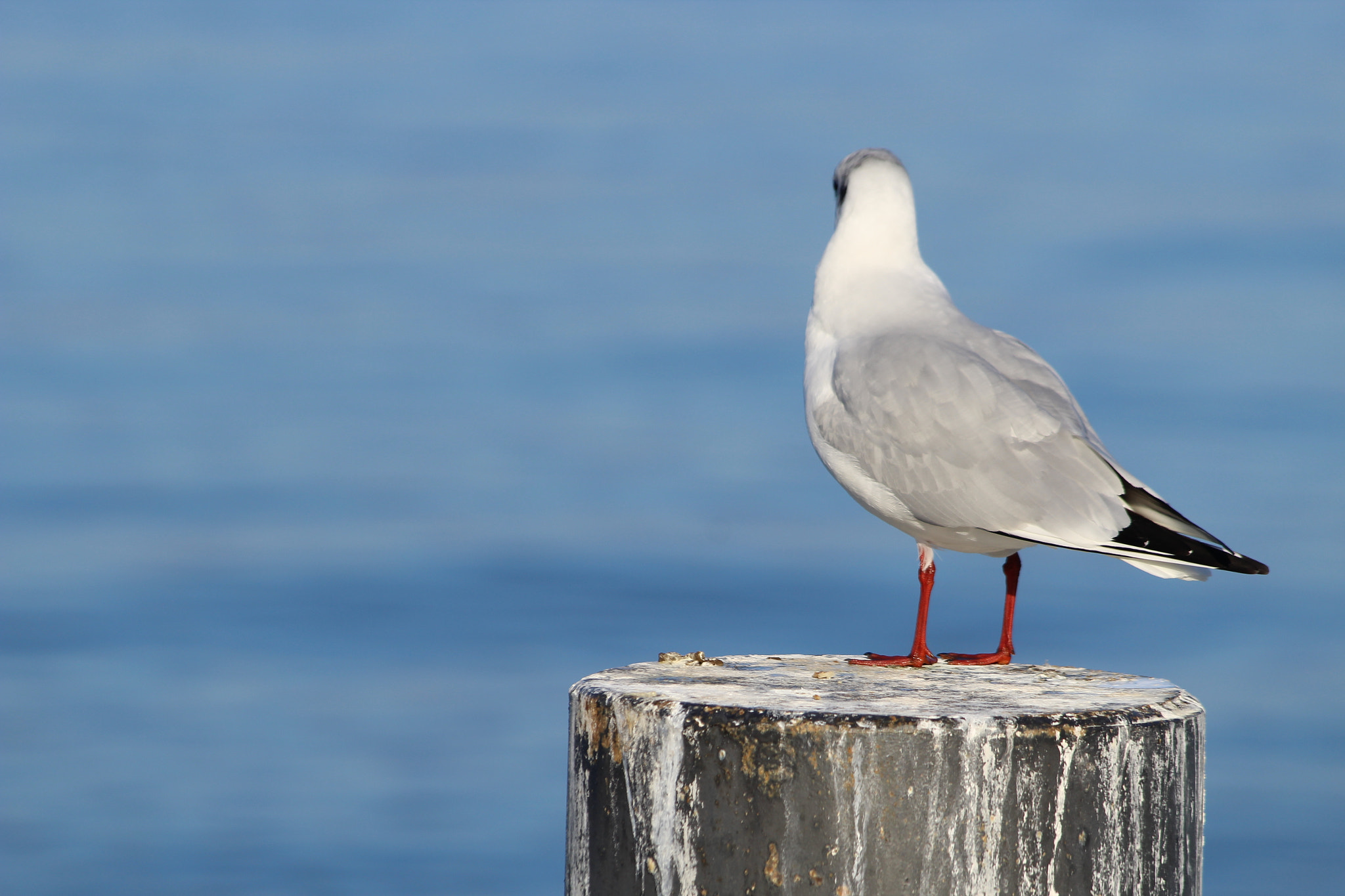 Canon EF 70-300mm F4-5.6 IS USM sample photo