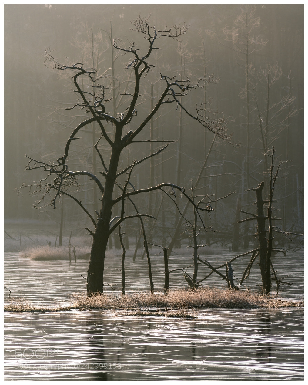 Nikon D7100 sample photo. Dead pine on a photography