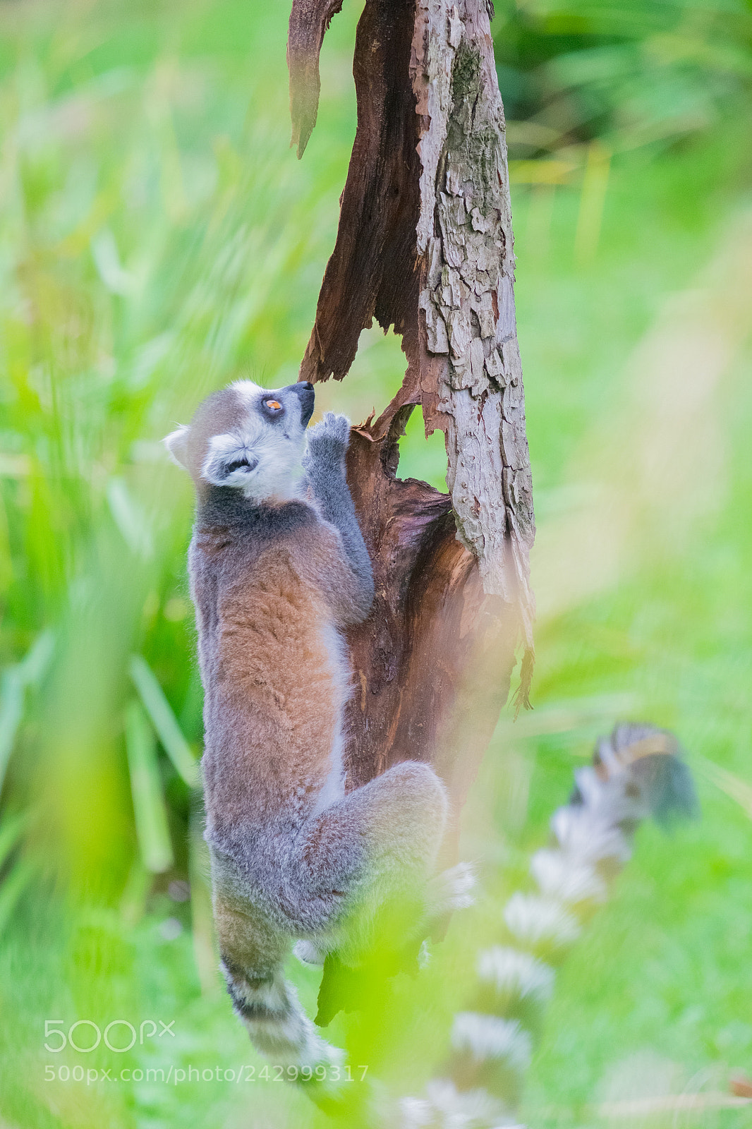 Fujifilm X-E1 sample photo. Ringtail lemure climbine a photography