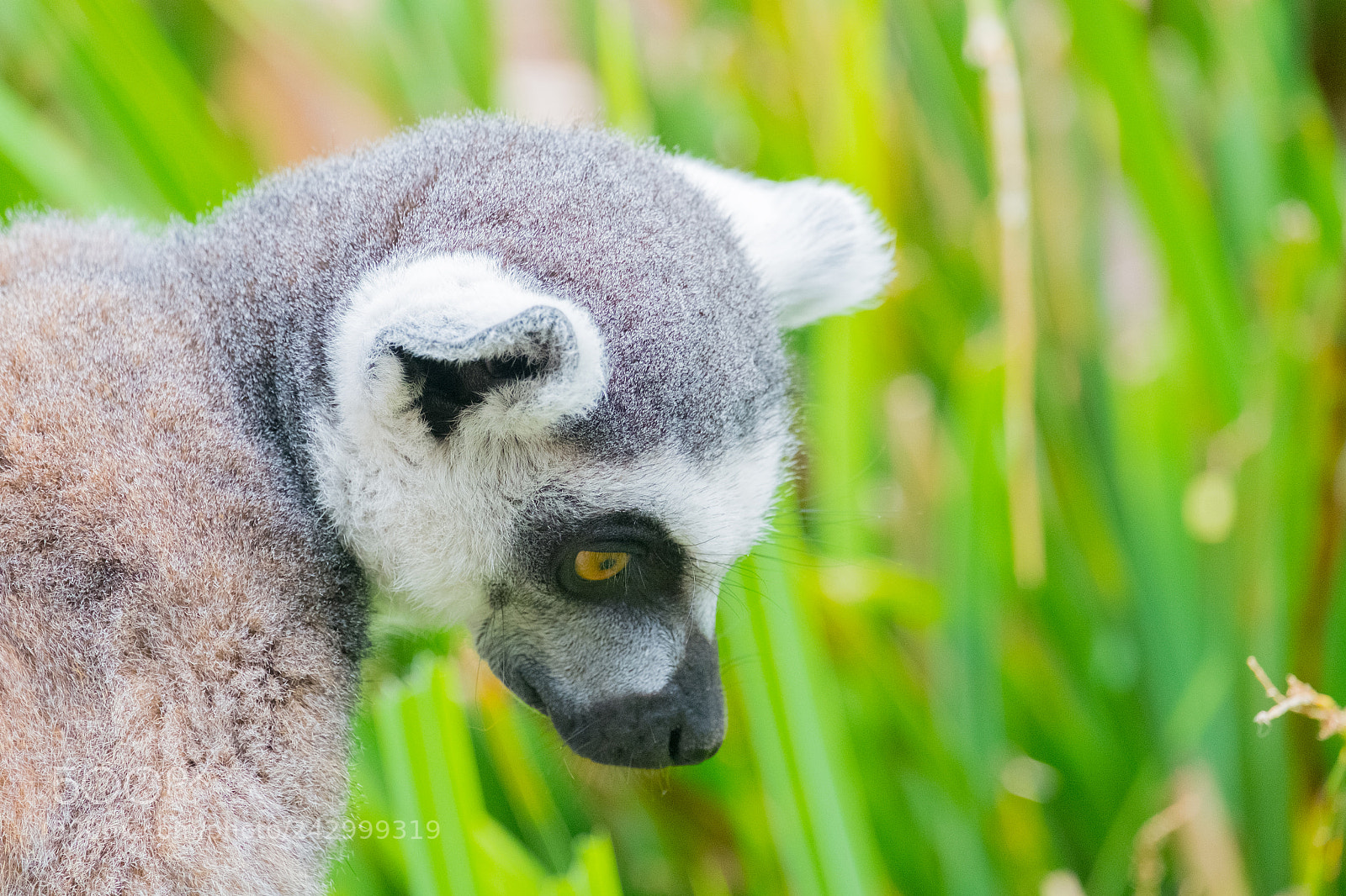 Fujifilm X-E1 sample photo. Ringtail lemure climbine a photography