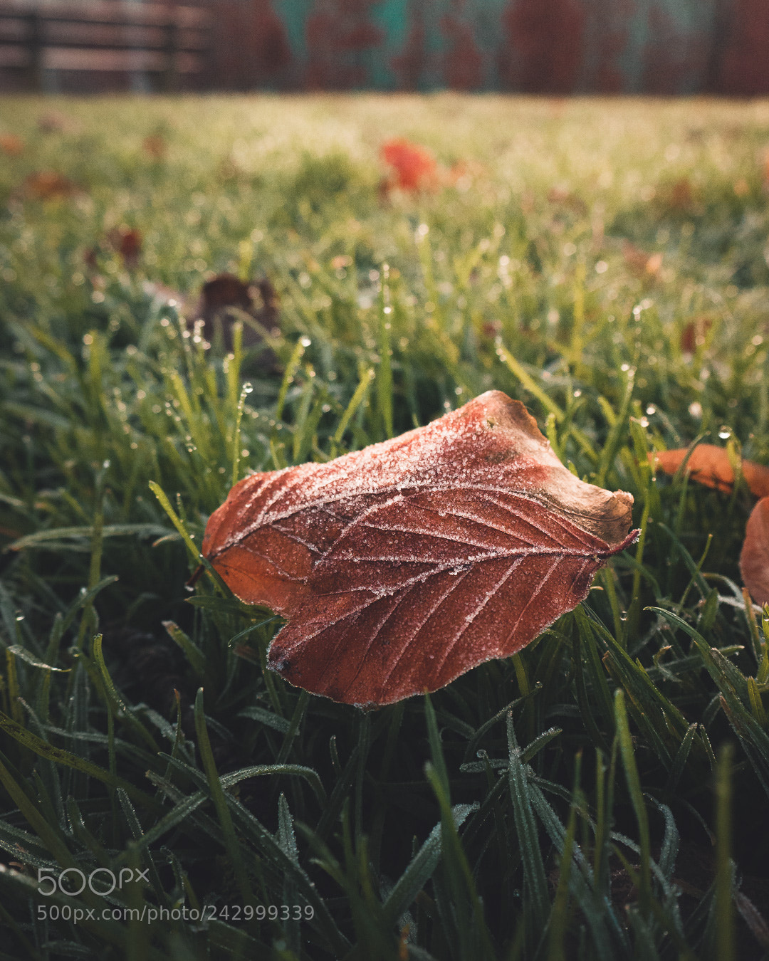 Panasonic Lumix DMC-G7 sample photo. Morning frost photography