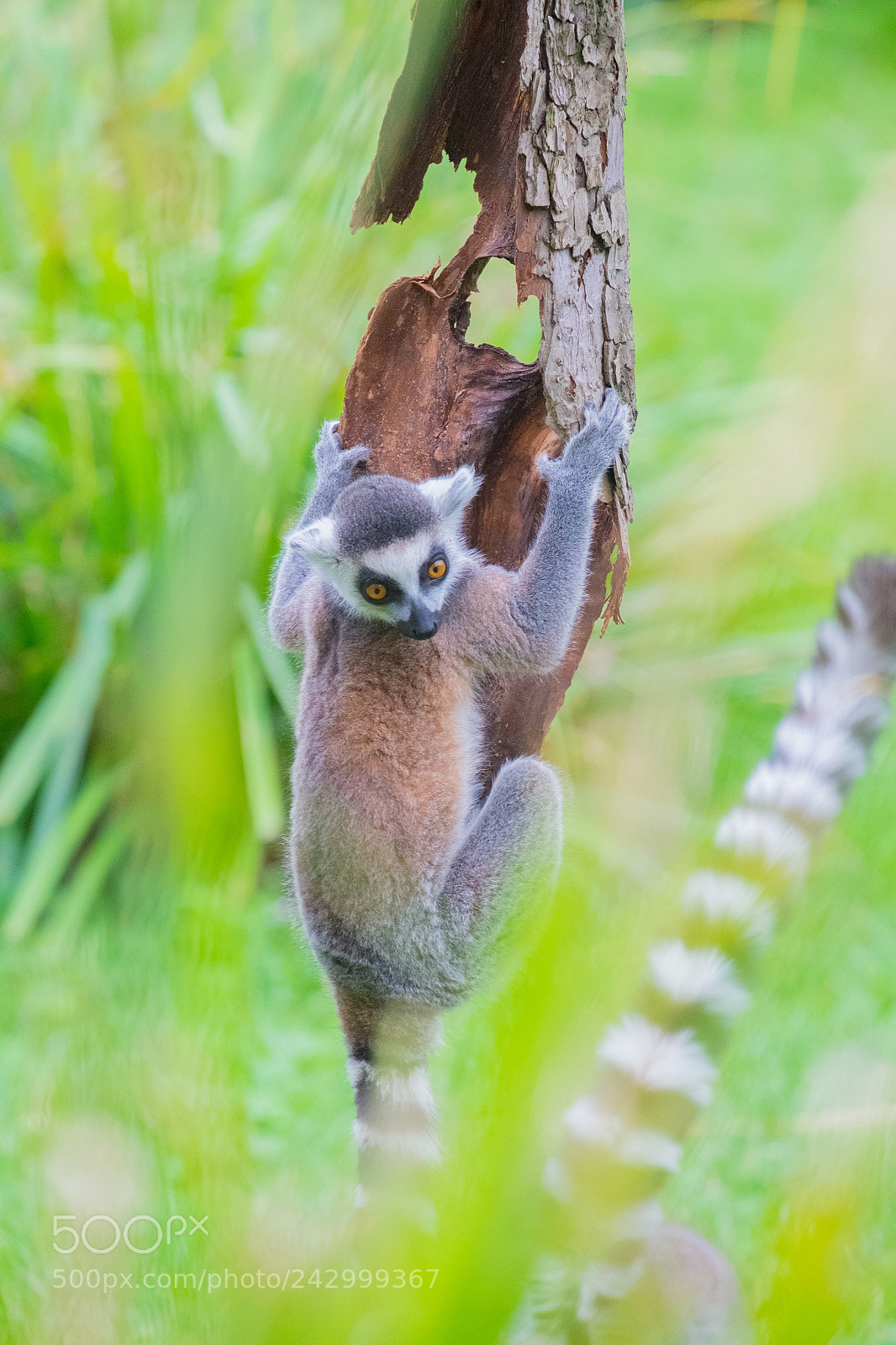 Fujifilm X-E1 sample photo. Ringtail lemure climbine a photography