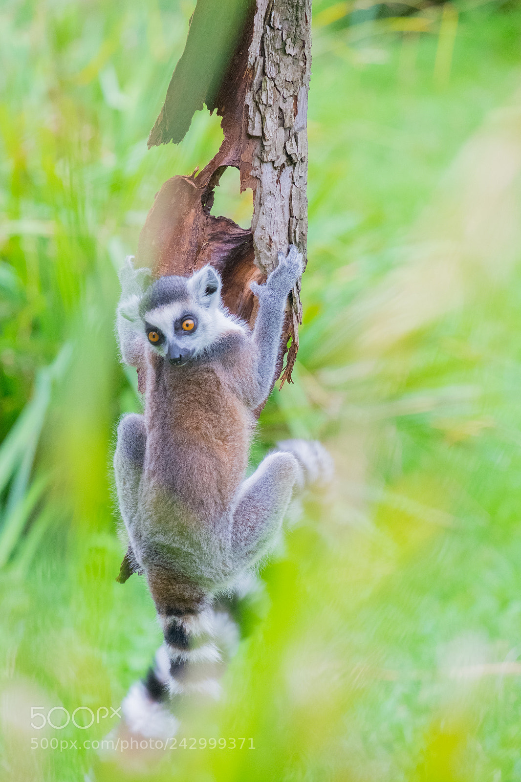 Fujifilm X-E1 sample photo. Ringtail lemure climbine a photography
