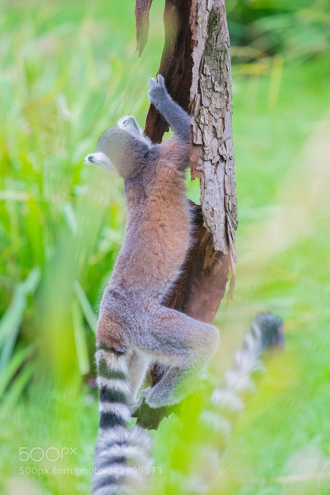Fujifilm X-E1 sample photo. Ringtail lemure climbine a photography