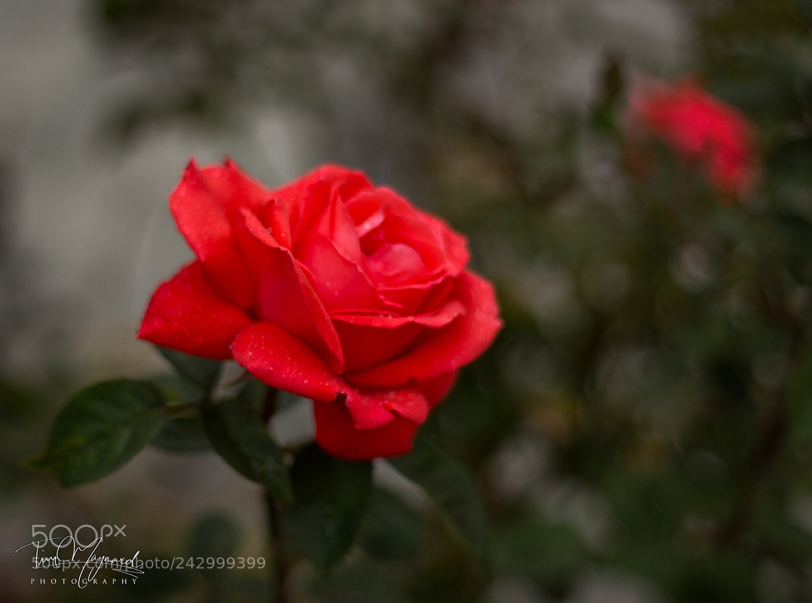 Canon EOS 6D sample photo. Red photography