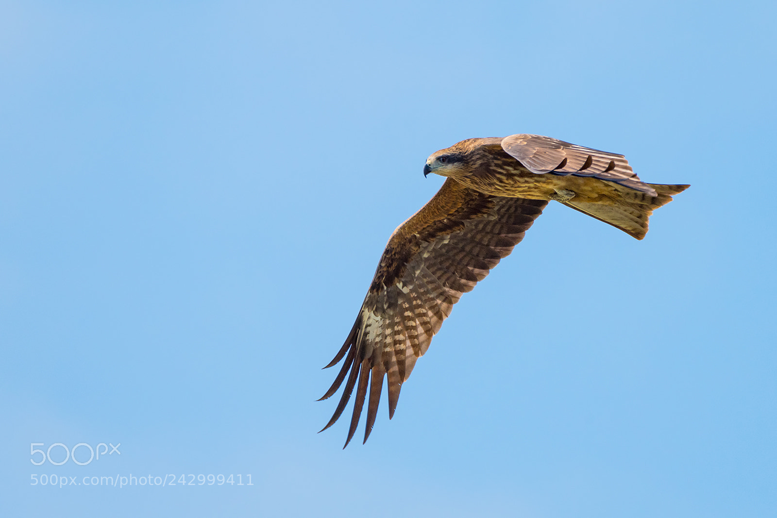 Nikon D810 sample photo. Black kite photography