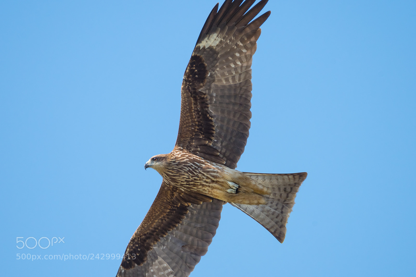 Nikon D810 sample photo. Black kite photography