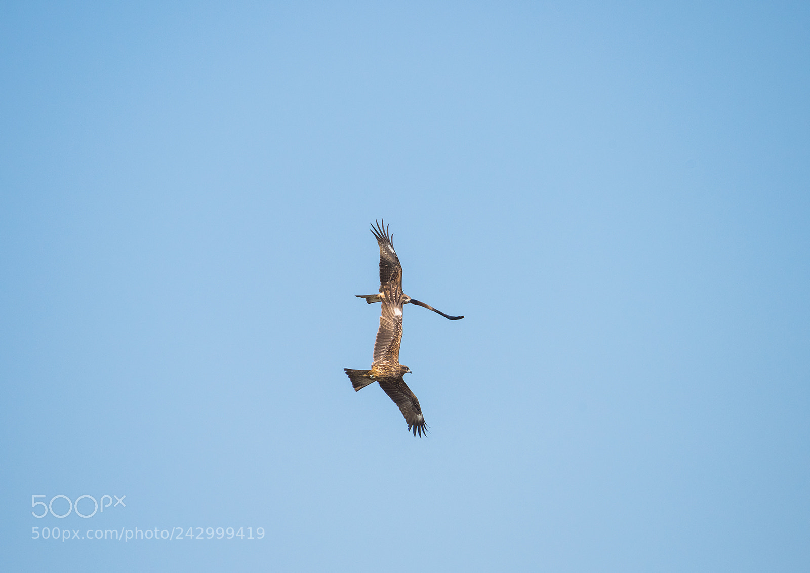 Nikon D810 sample photo. Black kite photography