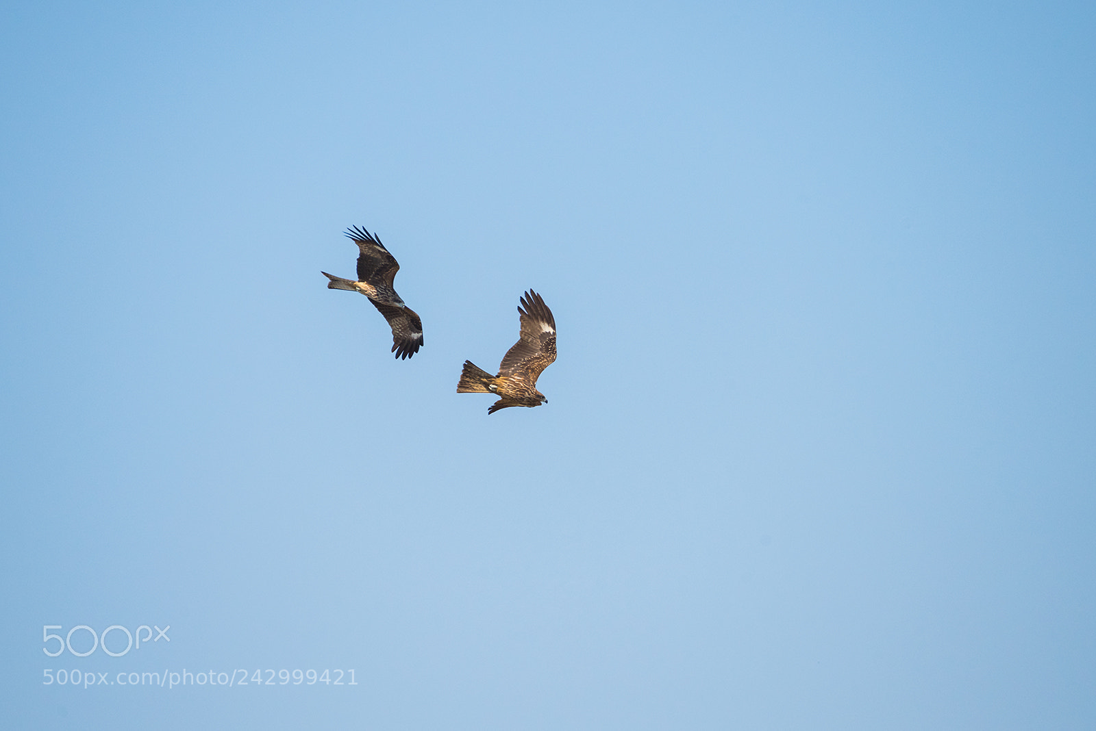 Nikon D810 sample photo. Black kite photography