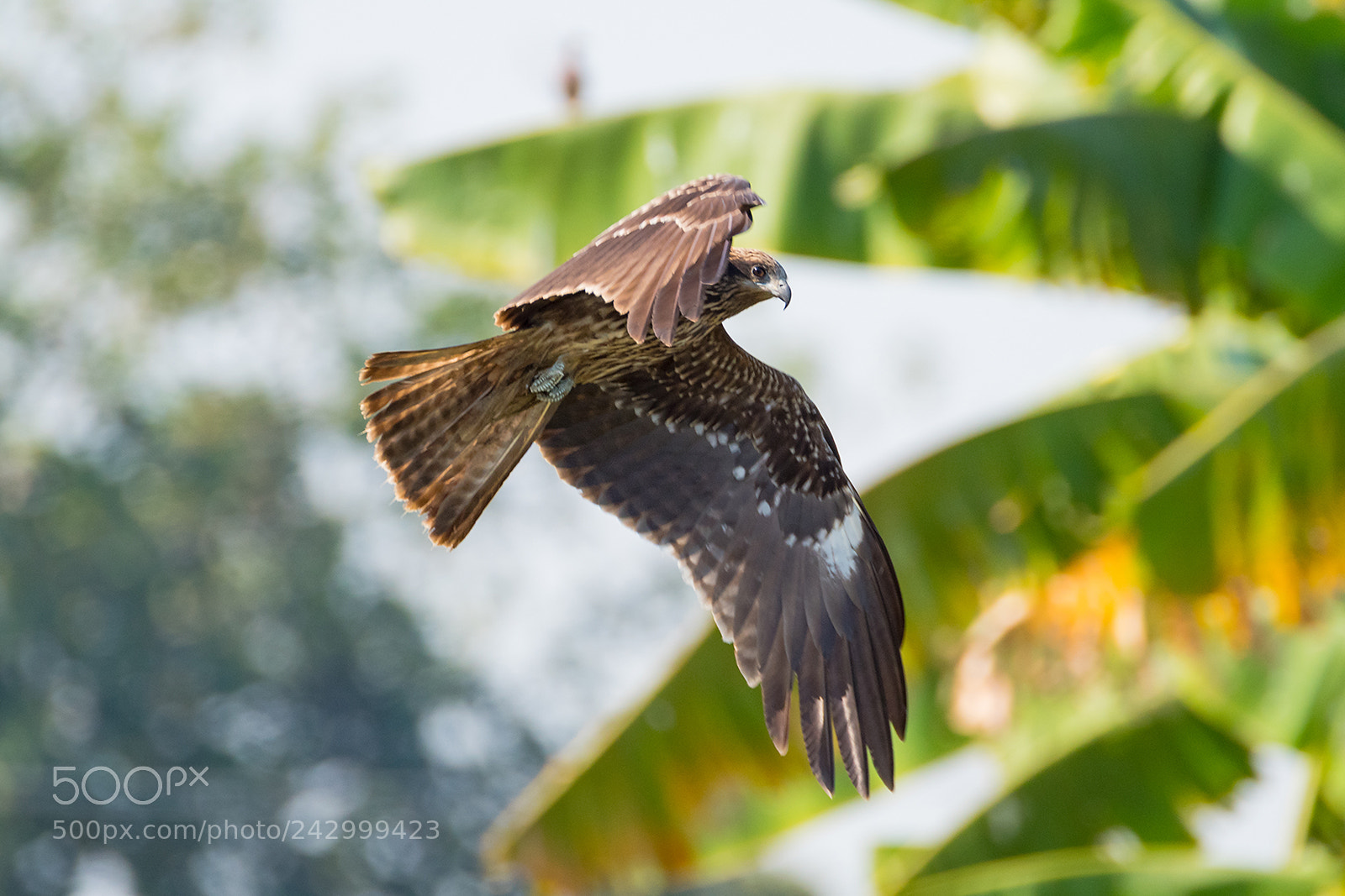 Nikon D810 sample photo. Black kite photography