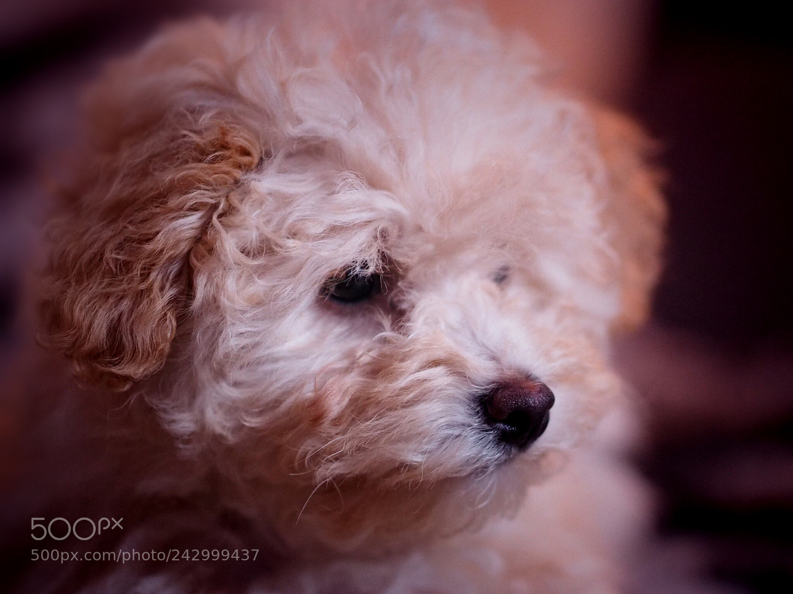 Olympus OM-D E-M1 sample photo. Teddy photography