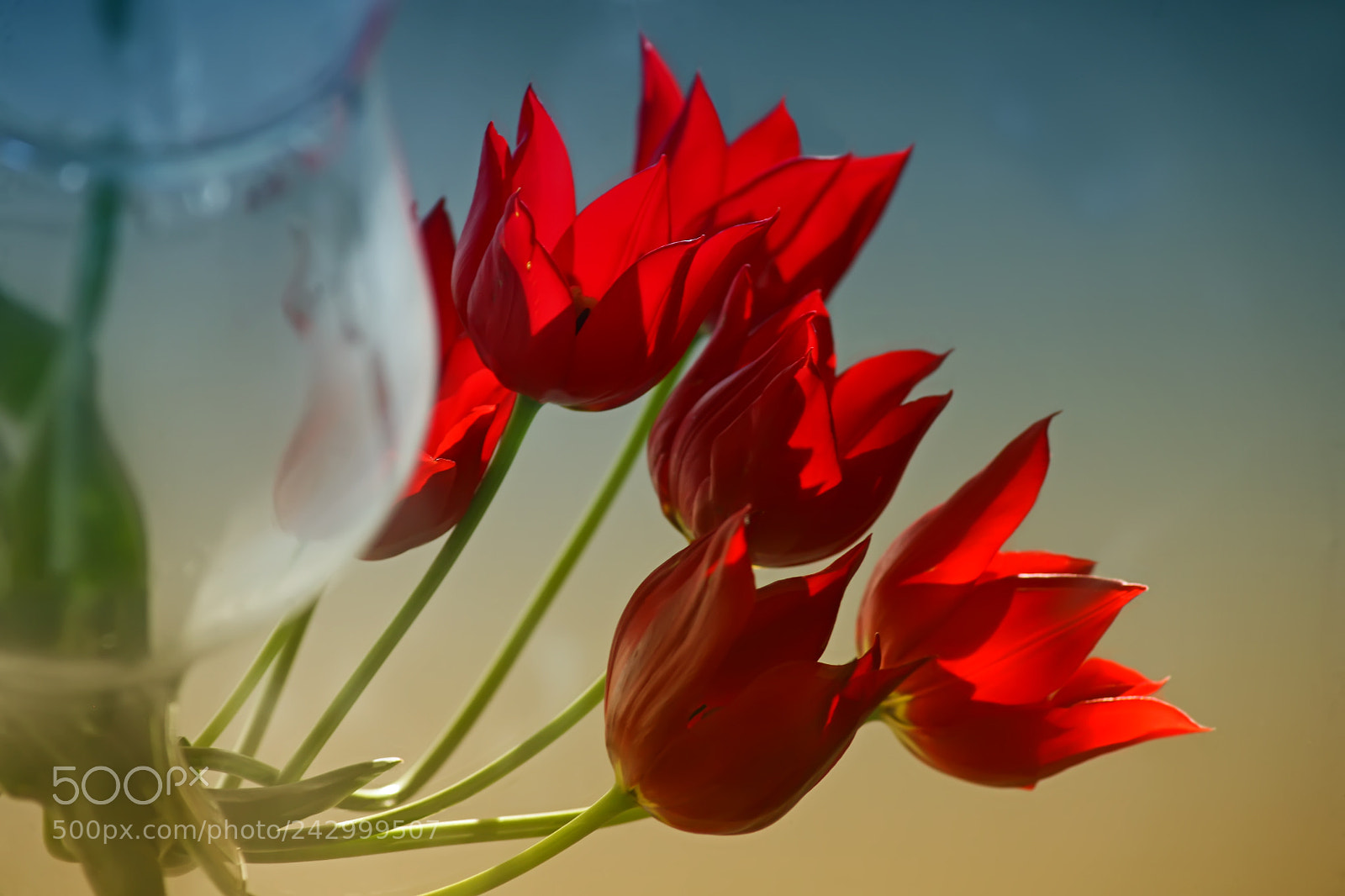 Canon EOS 5D sample photo. Tulips in the mirror photography