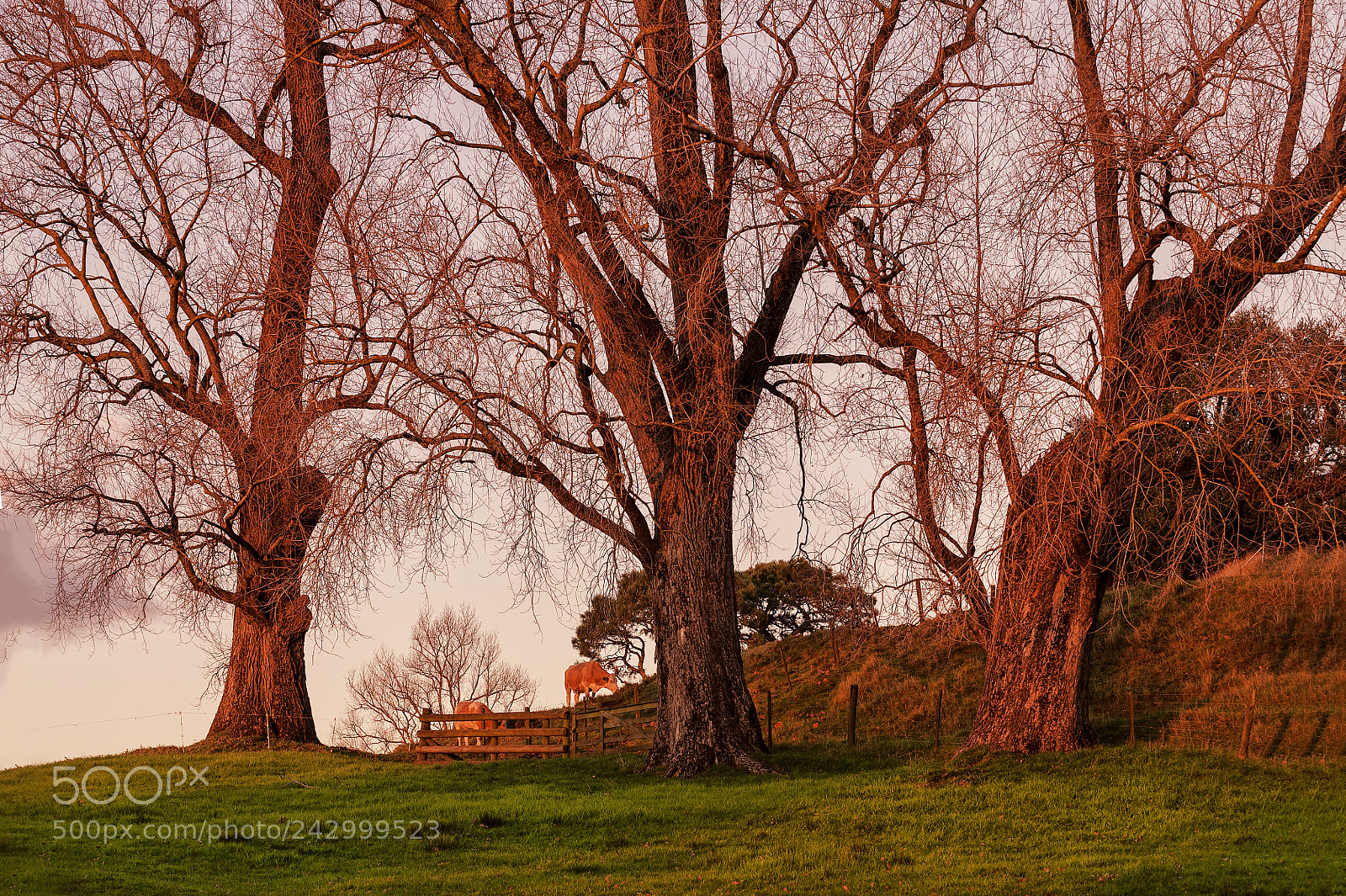 Nikon D700 sample photo. Fall tree in sunset photography
