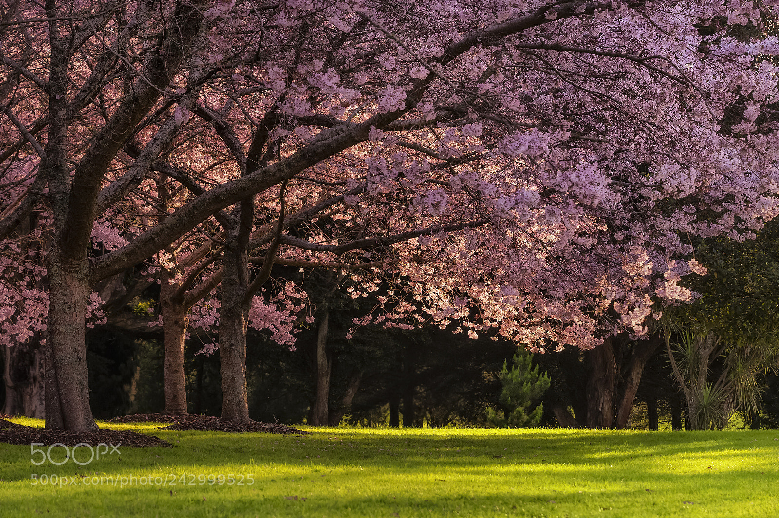 Nikon D700 sample photo. Cherry blossoms at sunset photography