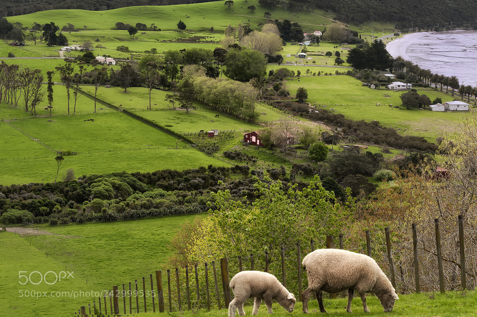 Nikon D700 sample photo. Ewe and lamb, duder photography