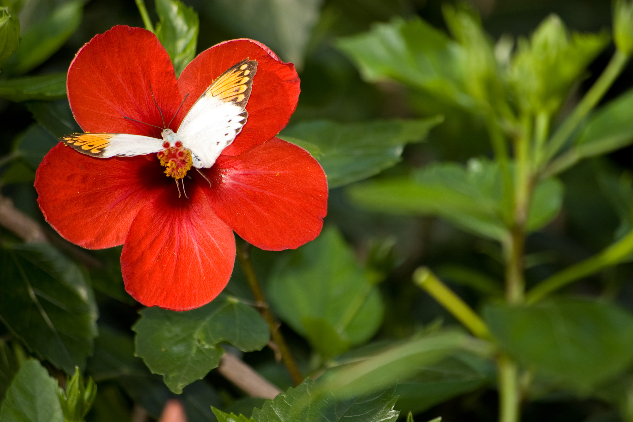 Pentax K100D sample photo. Butterfly on red flower photography