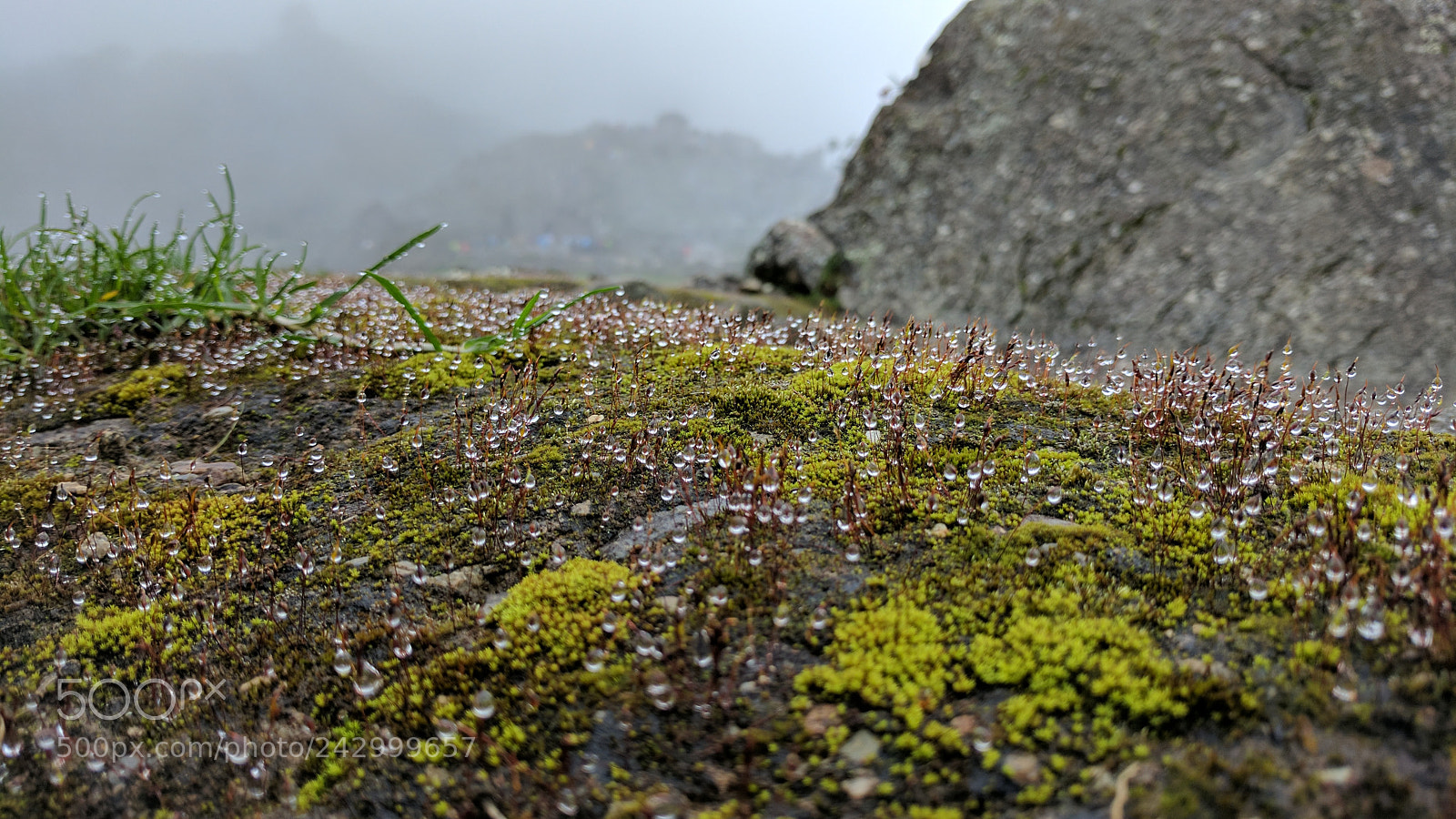 Google Pixel sample photo. Moss photography