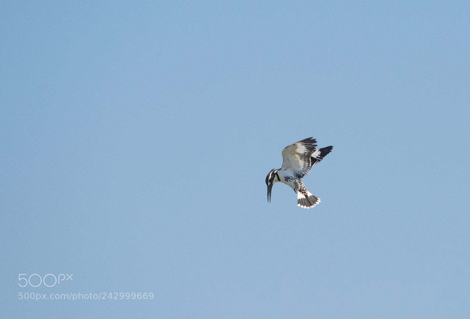 Nikon D810 sample photo. Pied kingfisher photography