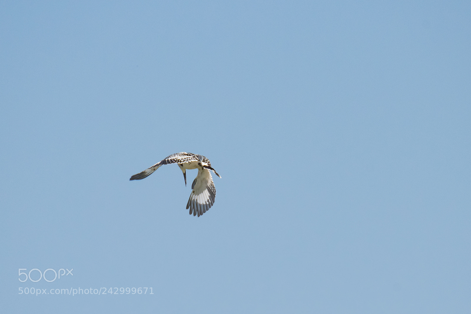 Nikon D810 sample photo. Pied kingfisher photography