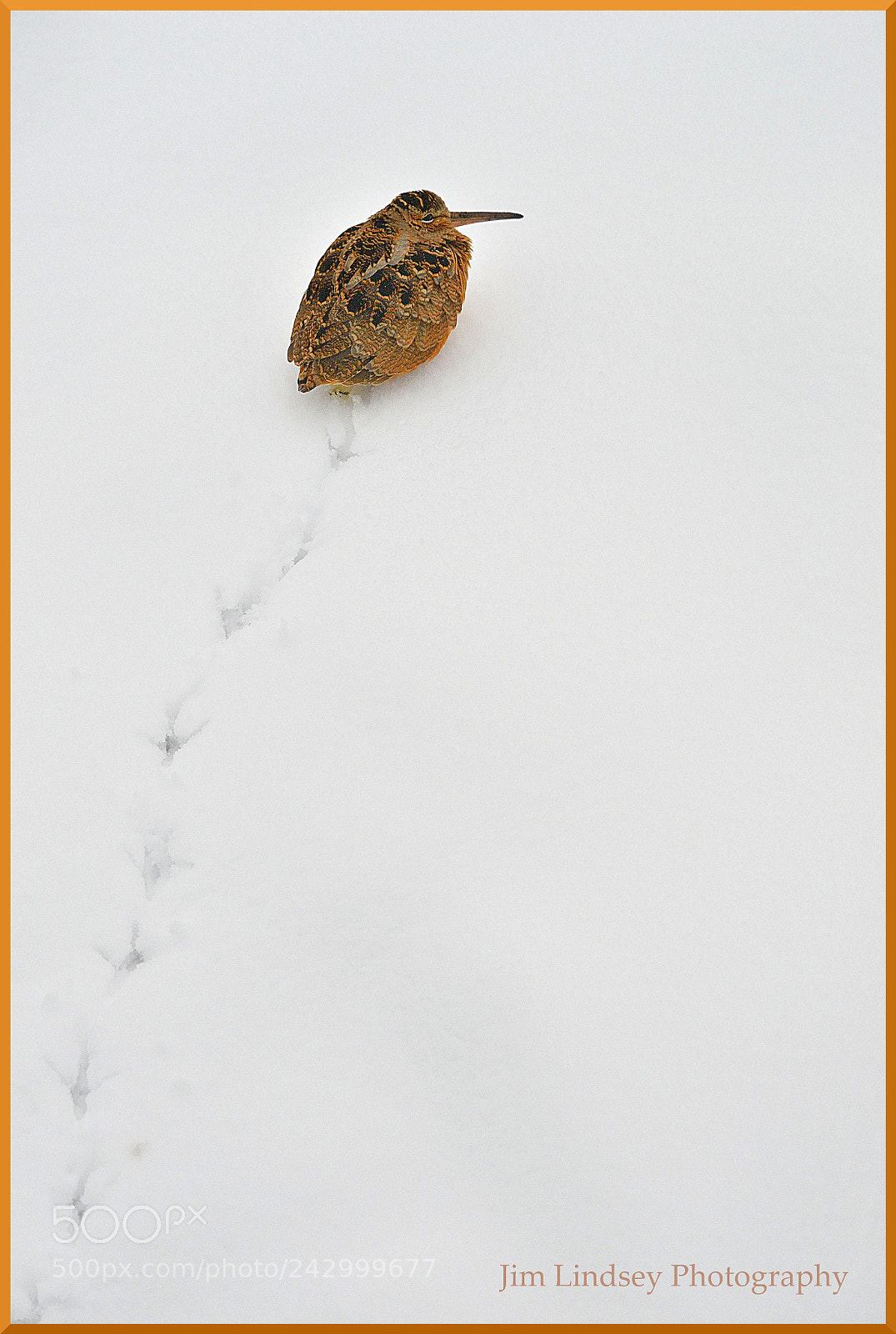 Nikon D3100 sample photo. Shore bird w border photography