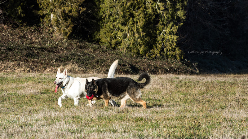 Nikon D4 sample photo. Playtime photography