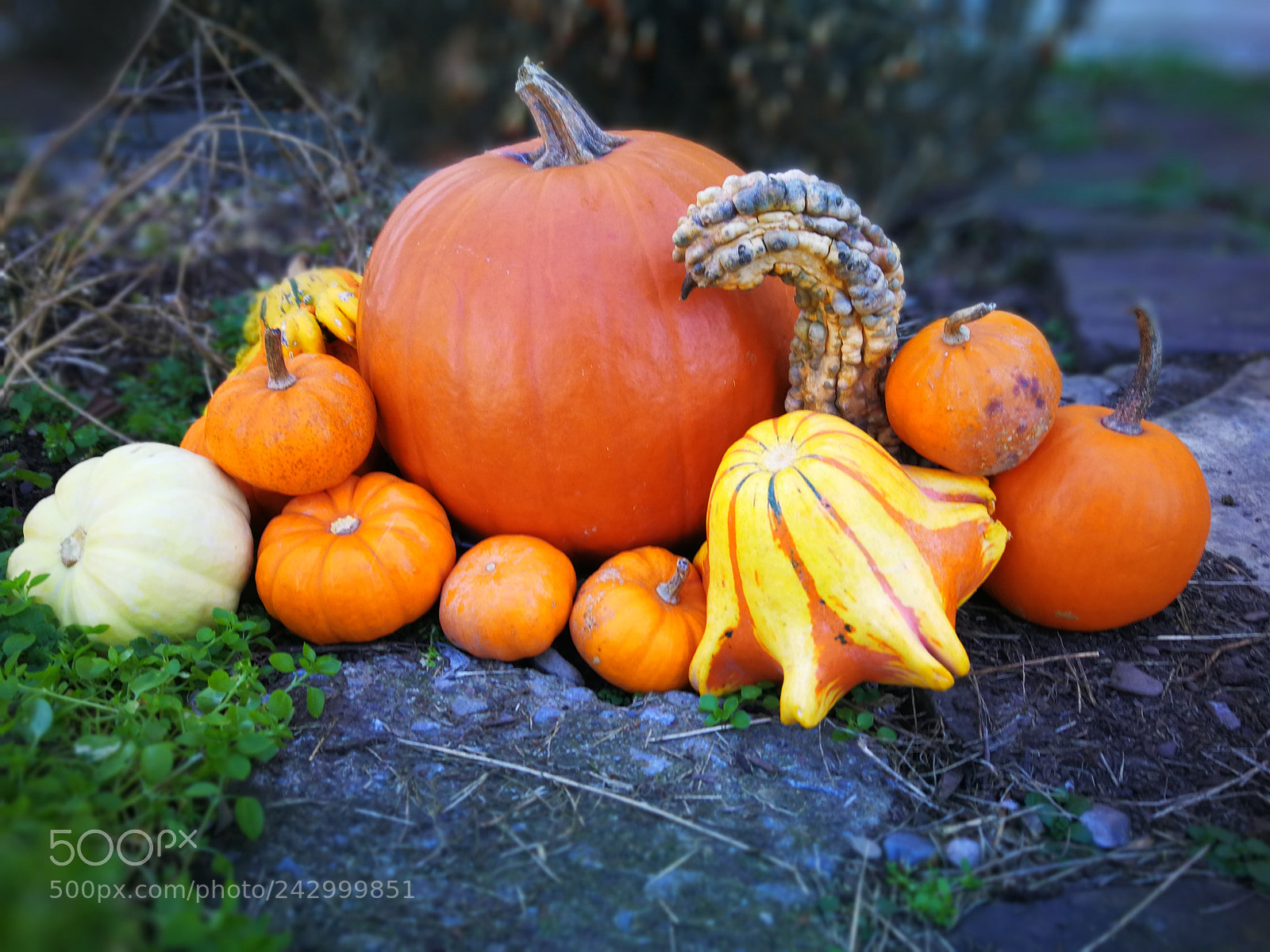 HUAWEI Mate 9 sample photo. Fall pumpkins photography