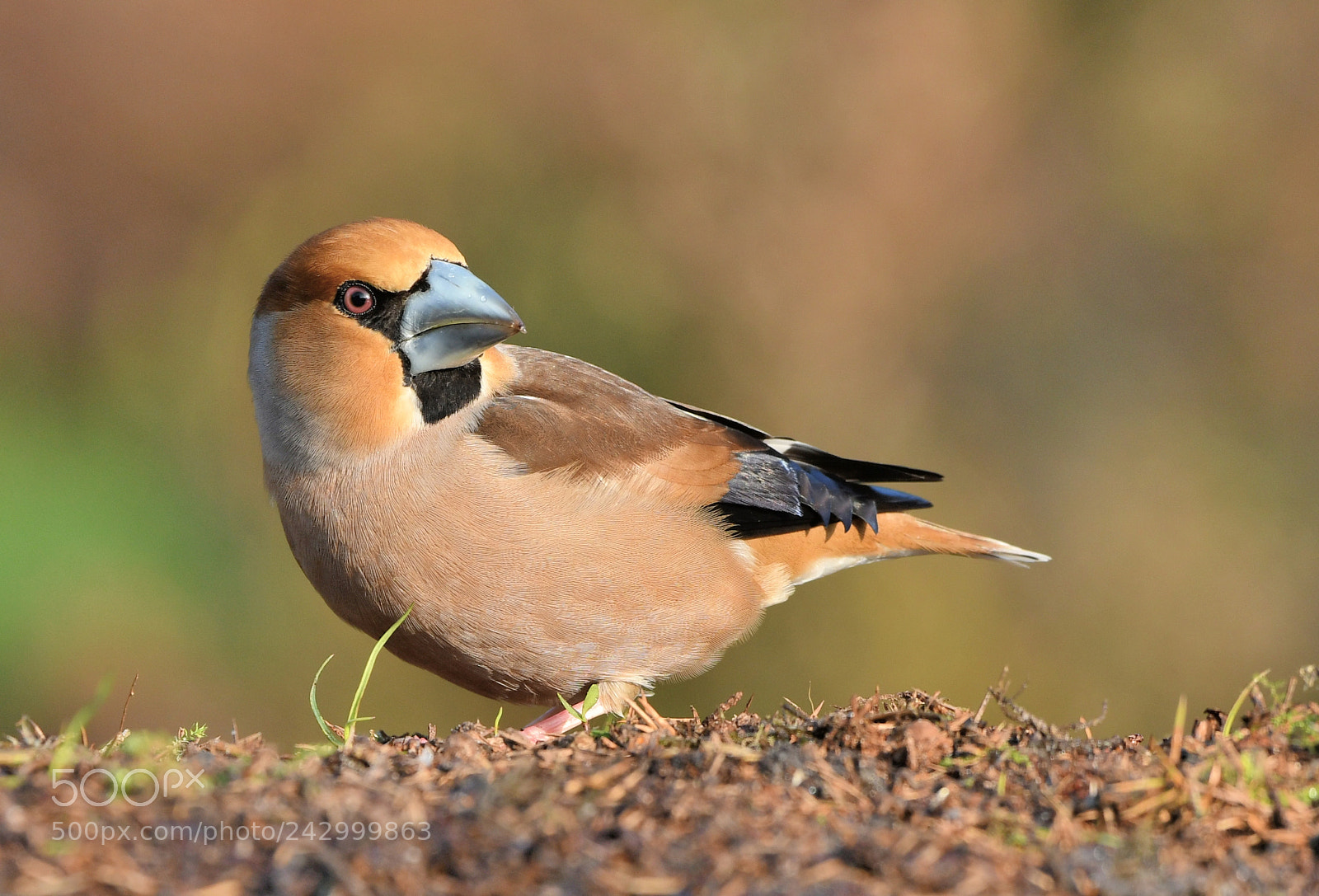 Nikon D500 + Nikon AF-S Nikkor 500mm F4G ED VR sample photo. Appelvink photography