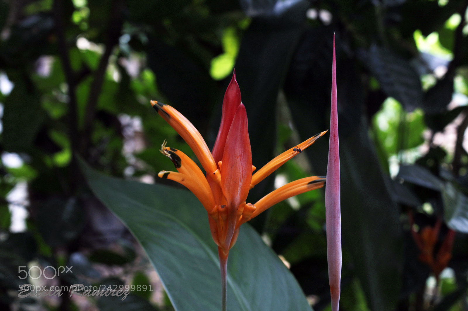 Canon EOS 1300D (EOS Rebel T6 / EOS Kiss X80) sample photo. Villavicencio 2017 photography