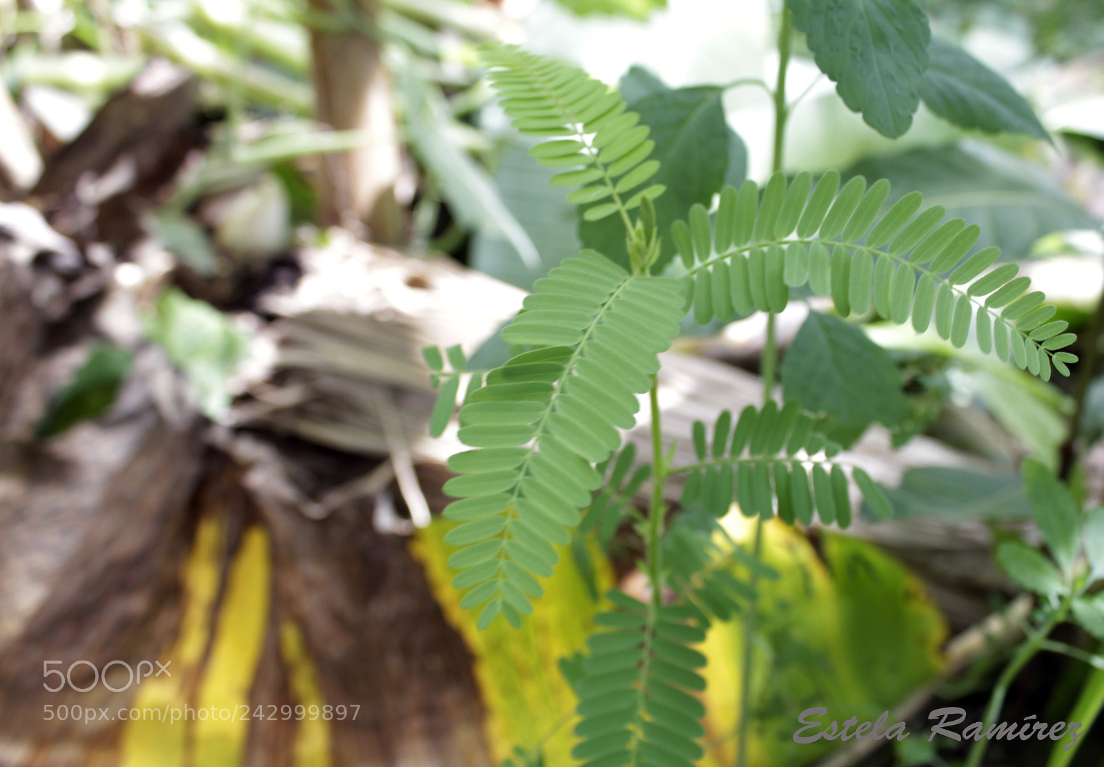 Canon EOS 1300D (EOS Rebel T6 / EOS Kiss X80) sample photo. Villavicencio 2017 photography